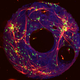 Illustration for article titled Brains Now Grow in Petri Dishes